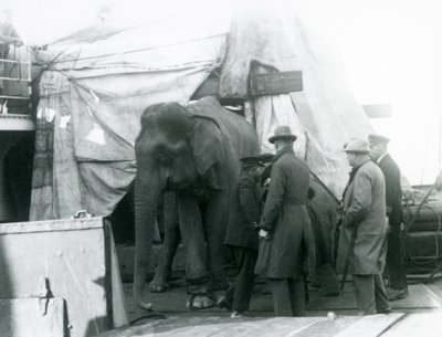 Ein burmesischer Elefant, der teilweise unter einer Plane auf dem Deck geschützt ist, mit einem Trainer und vier anderen Männern, auf dem Weg zum Londoner Zoo 1927 von Frederick William Bond