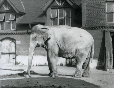Ein burmesischer Elefant steht vor dem Elefantenhaus, London Zoo von Frederick William Bond