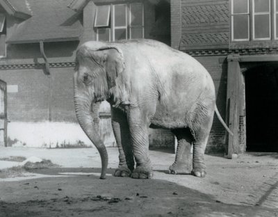 Ein burmesischer Elefant vor dem Elefantenhaus im Londoner Zoo 1929 von Frederick William Bond