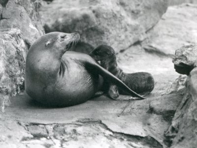 Ein kalifornischer Seelöwe säugt ihr eine Stunde altes Junges, Londoner Zoo, Juli 1925 von Frederick William Bond