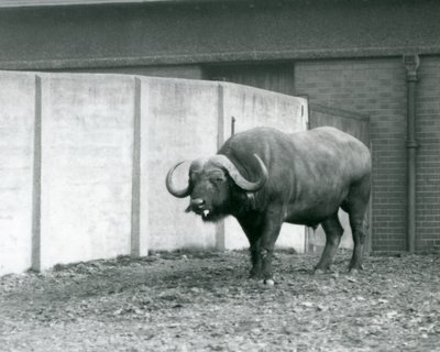 Ein Kap-Büffel-Bulle, der auf nacktem Boden steht, neben der Betonwand seines Geheges im Londoner Zoo 1928 von Frederick William Bond