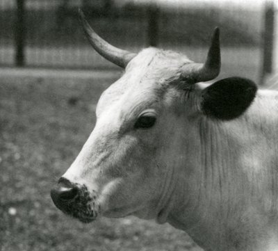 Eine Chartley-Kuh im Londoner Zoo, Juli 1924 von Frederick William Bond