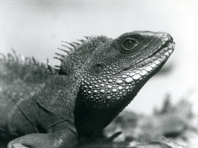 Ein chinesischer/asiatischer/thailändischer/grüner Wasserdrache im Londoner Zoo im August 1928 von Frederick William Bond