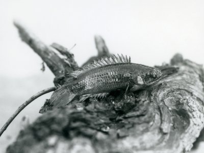 Ein Kletterfisch ruht auf einem toten Ast, außerhalb des Wassers im London Zoo, September 1928 von Frederick William Bond