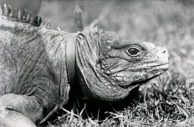 Eine Wolkenfelsleguan Methusalem, mit einem Halsband, spaziert auf einem Rasen im Londoner Zoo, Juli 1924 von Frederick William Bond