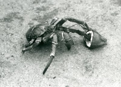 Eine Kokosnusskrabbe, oder Räuberkrabbe, frisst eine Kokosnuss, Londoner Zoo, Juli 1927 von Frederick William Bond