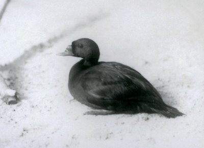 Eine Trauerente im Londoner Zoo im Jahr 1925 von Frederick William Bond