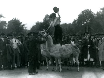 Eine Cowgirl steht rittlings auf zwei Lamas während eines Besuchs im Londoner Zoo 1924 von Frederick William Bond