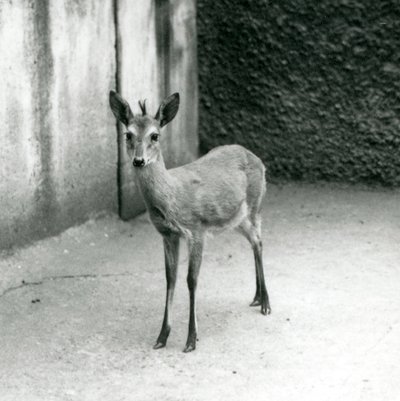 Ein gekrönter Sahel-Westafrikanischer Buschduiker im Londoner Zoo im August 1927 von Frederick William Bond