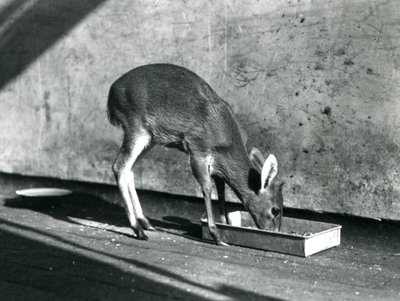 Ein Duiker, der von einem Tablett auf dem Boden frisst, Londoner Zoo, Juli 1925 von Frederick William Bond