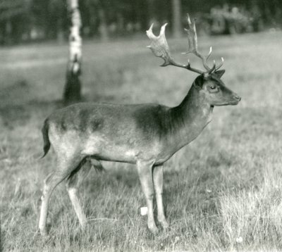 Ein Damhirschbock im London Zoo im Oktober 1924 von Frederick William Bond