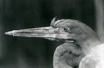 Ein Goliathreiher im Londoner Zoo im Jahr 1924 von Frederick William Bond