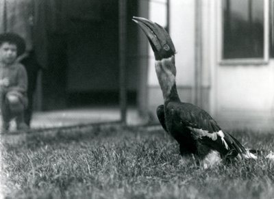 Ein großer Hornvogel schaut nach oben, während er auf dem Gras in seiner Voliere steht, während ein kleiner Junge im Hintergrund zusieht, Londoner Zoo, 1924 von Frederick William Bond