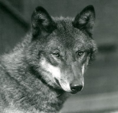 Ein Grauwolf im Londoner Zoo, 1925 von Frederick William Bond