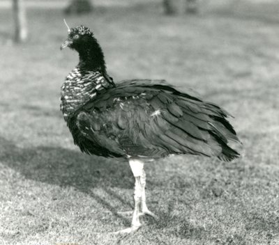 Ein Hornschreier steht auf Gras im Londoner Zoo, September 1927 von Frederick William Bond
