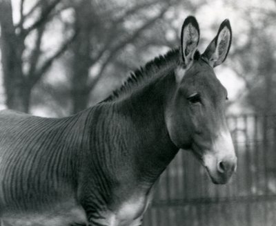Ein Hybrid-Zebra im Londoner Zoo im Juli 1924 von Frederick William Bond
