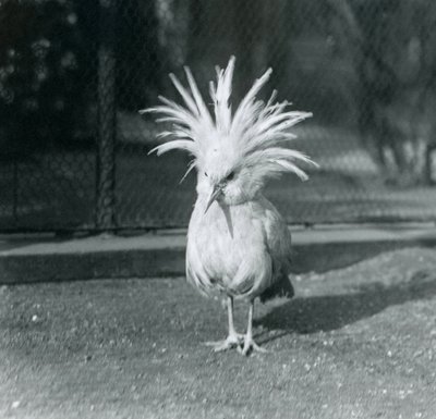 Ein Kagu oder Cagu zeigt seine Kammfedern im Londoner Zoo, Juni 1921 von Frederick William Bond
