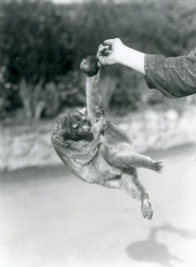Ein Kinkajou, der an seinem Greifschwanz vom Finger eines Pflegers hängt, Londoner Zoo, September 1925 von Frederick William Bond