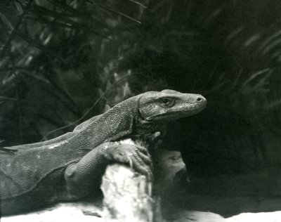 Ein Komodowaran, ruhend mit Hals und Vorderbeinen an einem Baumstamm im Londoner Zoo im Juni 1927 von Frederick William Bond