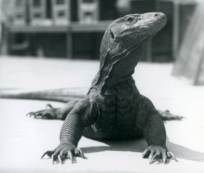 Ein Komodowaran im Londoner Zoo, August 1928 von Frederick William Bond