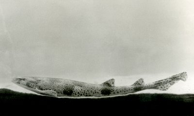 Ein Kleingefleckter Katzenhai im Londoner Zoo, 1924 von Frederick William Bond