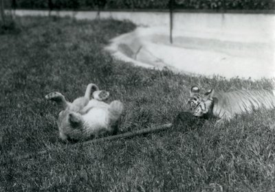 Ein Löwen- und ein Tigerjunges spielen mit einem Mopp auf dem Gras neben einem Pool, Londoner Zoo, September 1925 von Frederick William Bond