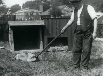 Ein Löwenjunges spielt mit einem Mopp, den sein Pfleger hält, auf dem Gras vor seinem Gehege, Londoner Zoo, September 1925 von Frederick William Bond