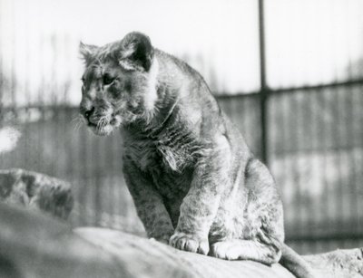 Ein Löwenjunges, das im Juli 1923 im Menagerie geboren wurde, Londoner Zoo, Juli 1924 von Frederick William Bond