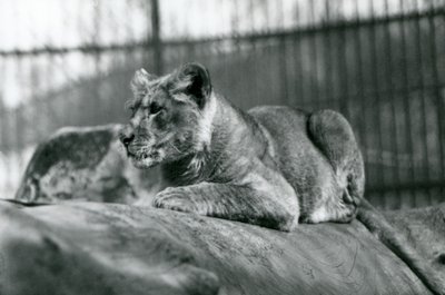 Ein Löwenjunges, das im Juli 1923 im Menagerie geboren wurde, Londoner Zoo, Juli 1924 von Frederick William Bond