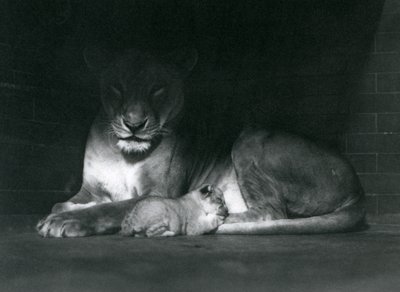 Eine Löwin und ein Junges liegen im Schatten des hinteren Teils ihres Geheges, Londoner Zoo, Oktober 1925 von Frederick William Bond