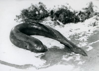 Ein Lungenfisch ruht außerhalb des Wassers im London Zoo, September 1928 von Frederick William Bond
