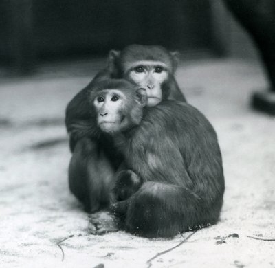 Ein Makake mit ihrem Baby, die zusammen auf dem Boden ihres Geheges im Londoner Zoo sitzen von Frederick William Bond