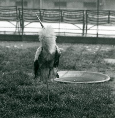 Ein Maguari-Storch führt die Auf-und-Ab-Anzeige aus, während er auf Gras neben einem kleinen Betonbecken steht, London Zoo, Juli 1925 (s/w Foto) von Frederick William Bond
