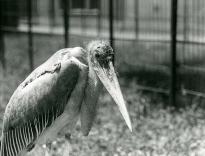 Ein Marabu-Storch steht in seinem Gehege im London Zoo, September 1928 von Frederick William Bond