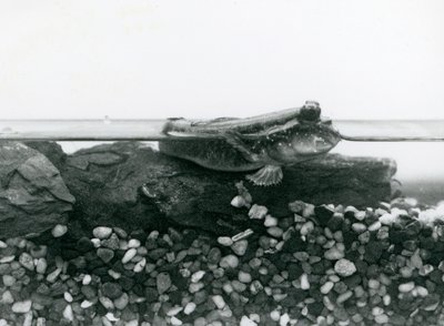 Ein Schlammspringer, der auf untergetauchten Felsen ruht, mit seinen Augen über Wasser, London Zoo von Frederick William Bond