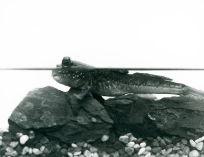 Ein Schlammspringer, ruht auf untergetauchten Felsen, mit den Augen über Wasser, London Zoo von Frederick William Bond