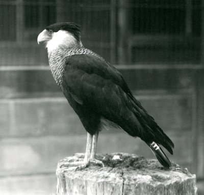 Ein Nordkammkarakara auf einem Baumstamm im Londoner Zoo, September 1925 von Frederick William Bond