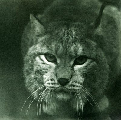 Ein Nordluchs, London Zoo, Februar 1925 von Frederick William Bond