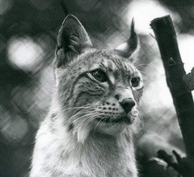 Ein Nordluchs im London Zoo, Juli 1925 von Frederick William Bond