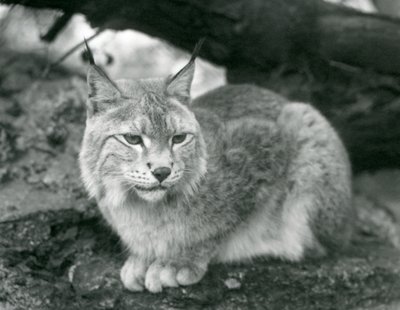Ein Nordluchs, der auf einem Felsen sitzt, Londoner Zoo, Oktober 1925 von Frederick William Bond