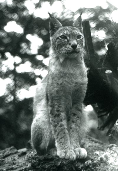 Ein Nordluchs sitzt im London Zoo, Juli 1925 von Frederick William Bond