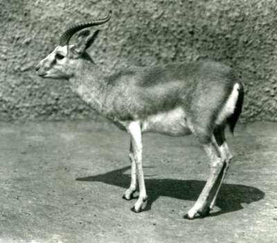 Eine persische Gazelle im Londoner Zoo im Juni 1925 von Frederick William Bond