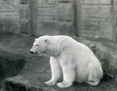 Ein Eisbär sitzt auf einem felsigen Vorsprung im Londoner Zoo im September 1927 von Frederick William Bond