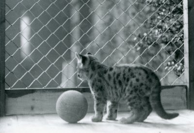 Ein Puma-Junges mit einem Ball schaut aus seinem Gehege, London Zoo, 1923 von Frederick William Bond
