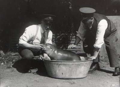 Ein Zwergflusspferd beim Einweichen im ZSL London Zoo, August 1928 von Frederick William Bond