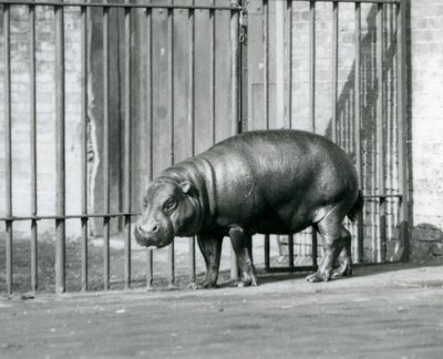 Ein Zwergflusspferd im Londoner Zoo im Jahr 1927 von Frederick William Bond