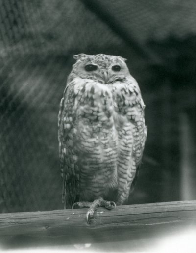 Ein Savigny-Pharaonen-Uhu auf einem Ast im Londoner Zoo, September 1925 von Frederick William Bond