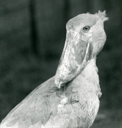 Ein Schuhschnabel, Londoner Zoo, Juli 1926 von Frederick William Bond