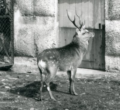 Ein Sikahirsch, der in seinem Gehege steht, Londoner Zoo, August 1927 von Frederick William Bond