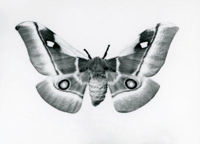 Ein Seidenspinner, Bunaea caffraria, im Londoner Zoo, vor 1930 von Frederick William Bond